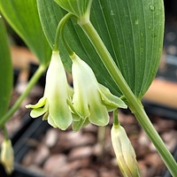 Polygonatum odoratum var. odoratum